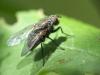 Helina evecta